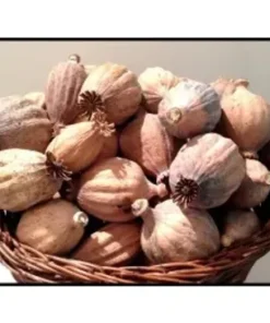 DF 35 DRIED FLOWER ASSORTMENT | DRIED POPPY PODS