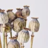 Dried Floral Poppy Pods Head Supplies{5lb}