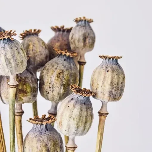 Dried Floral Poppy Pods Head Supplies{5lb}