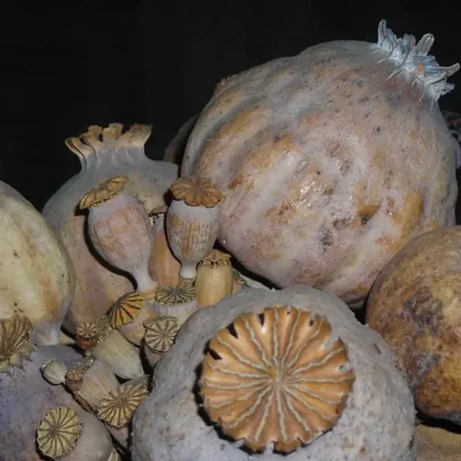 Opium Poppy Pods (Papaver somniferum) 7lb