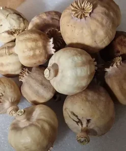 11 Lbs dried poppy heads(For pain) Small Size A quality