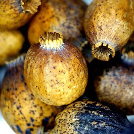 Poppy Pods